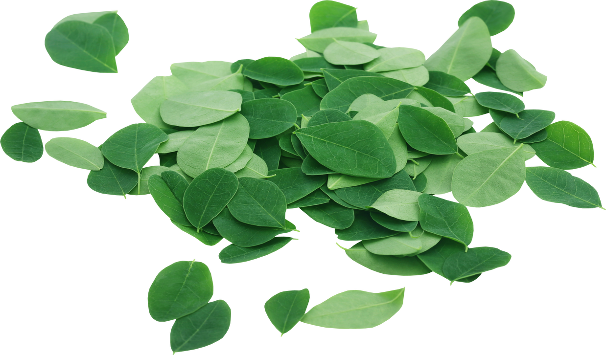 Moringa Leaves